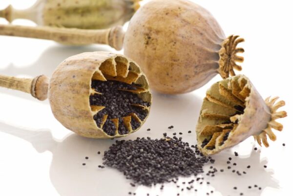 Poppy Seed: Nutrient-rich seed high in calcium and magnesium; used in baking and for mild sedative effects.